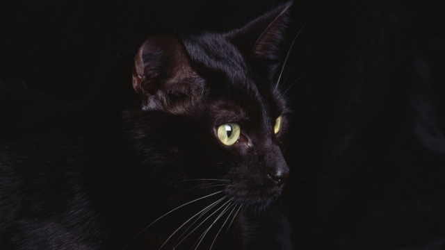 Сказка про кошку: как Бредли Купер встретил необычную соседку