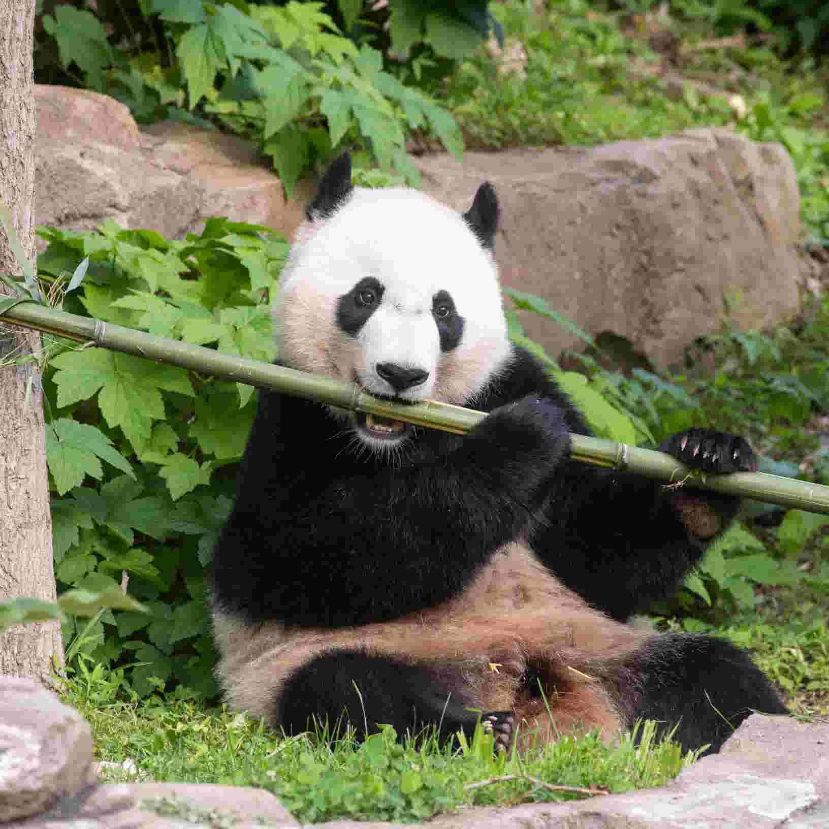 Сказка про панду читать онлайн